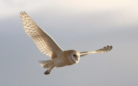 Les chouettes